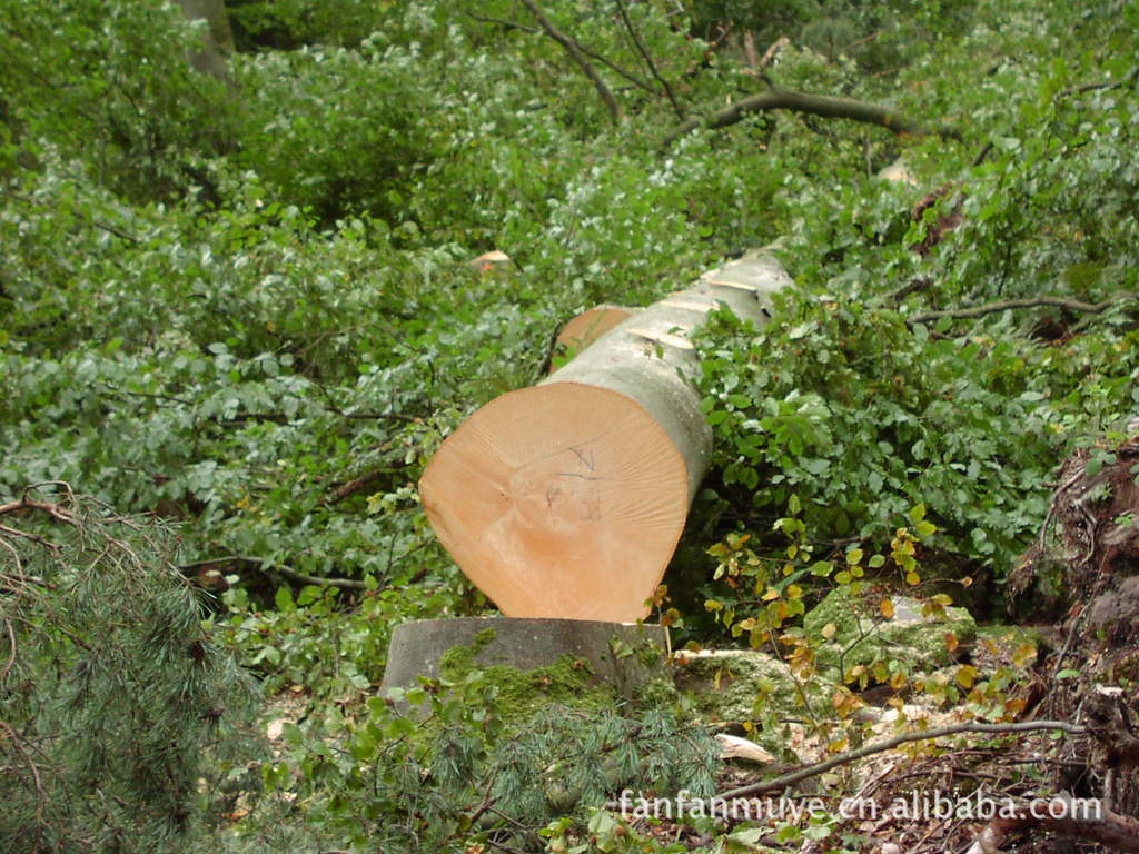 欧洲榉木原木,榉木板材,松木板材,各类木制品,木制品