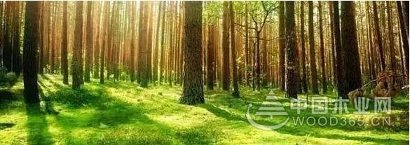 兔宝宝地板宣言:做地板,我们是认真的!