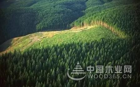 兔宝宝地板宣言:做地板,我们是认真的!