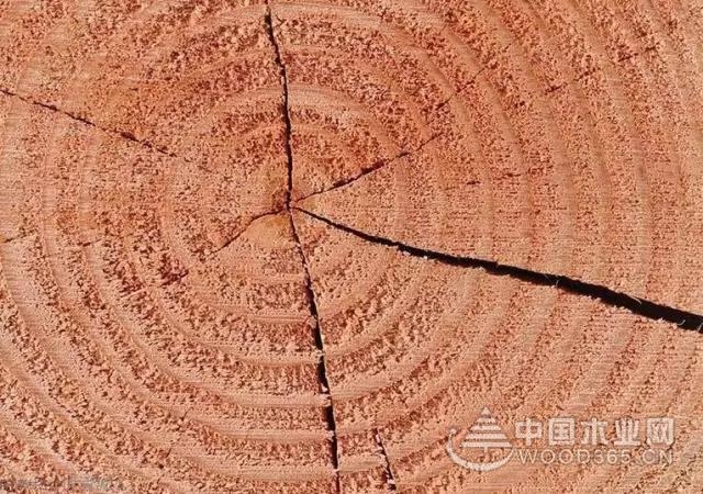 正立:木材干燥过程开裂?这几种应对措施必须知道