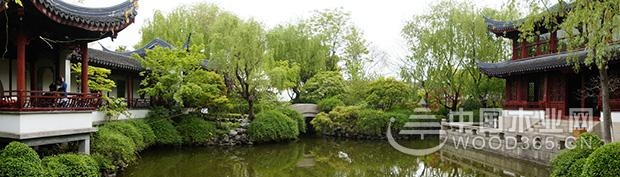 壮象:香杉的秘密,它凭什么被称为国木之首?