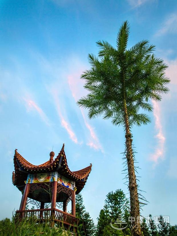 壮象:香杉的秘密,它凭什么被称为国木之首?