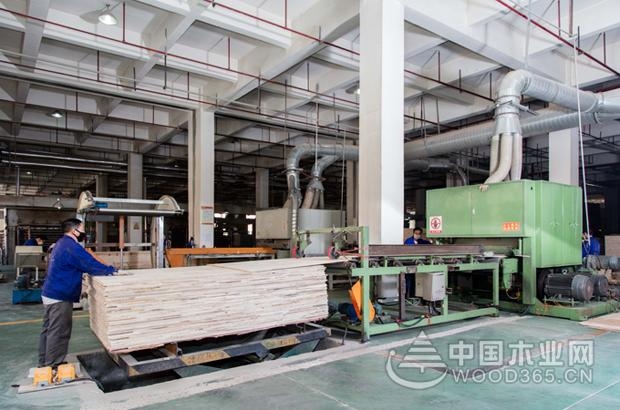 大王椰工厂开放日圆满成功,品质追寻之旅永不落幕