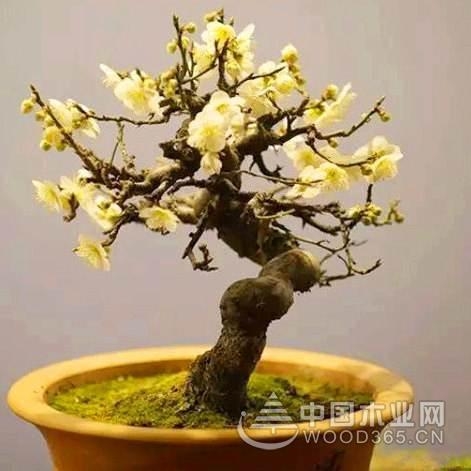 13张腊梅盆景图片欣赏