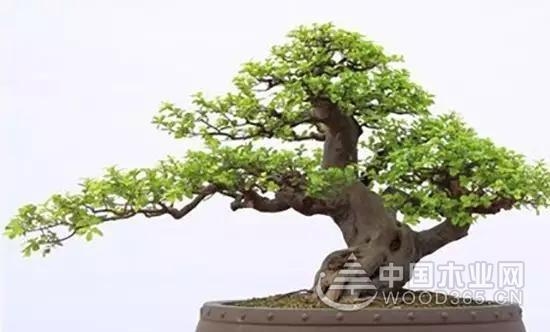 姿态万千,一组榆树盆景图片欣赏