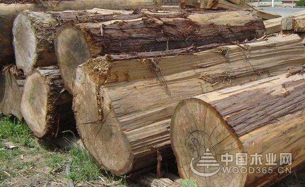 黄柏木木材的特性