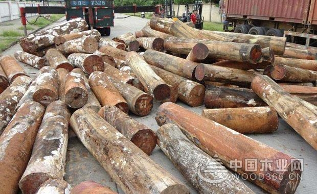 香脂木豆价格和特征