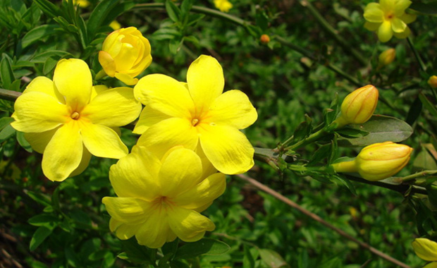 迎春花什么时候开迎春花是什么颜色