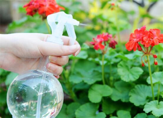 过期牛奶可以浇花吗?牛奶浇花要注意什么?