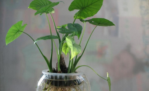 千手观音植物的养殖方法