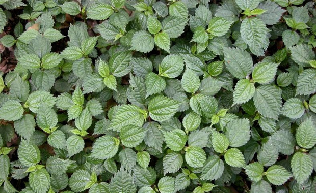 冷水花植物介绍