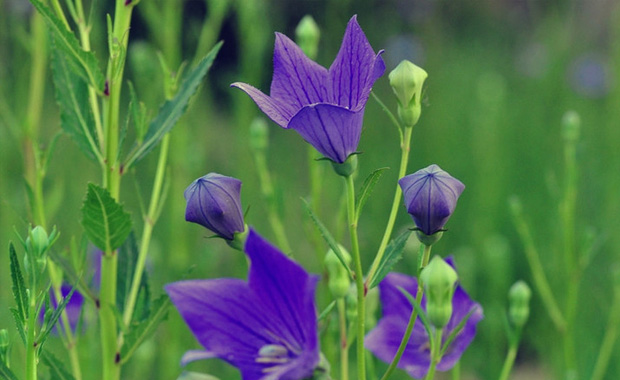 阳台中草药种植植物有哪些
