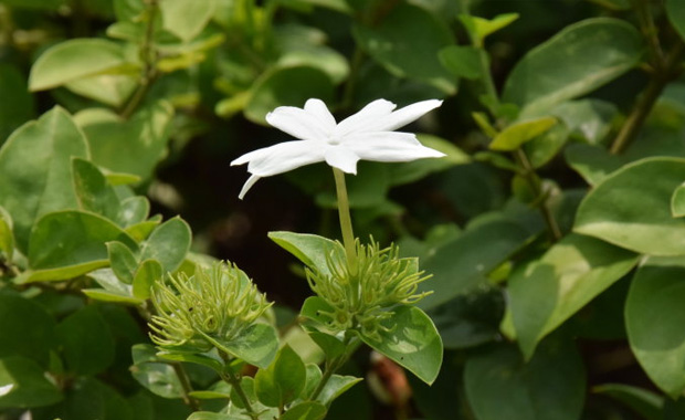 毛茉莉植物介绍