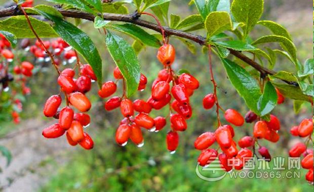 山茱萸的应用和山茱萸价格介绍