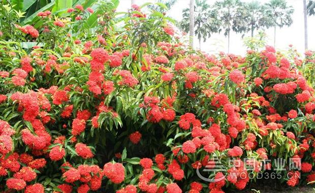 龙船花植物介绍