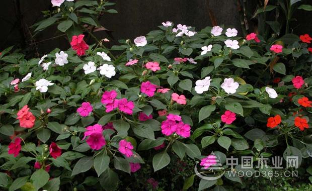 非洲凤仙种植和非洲凤仙图片展示