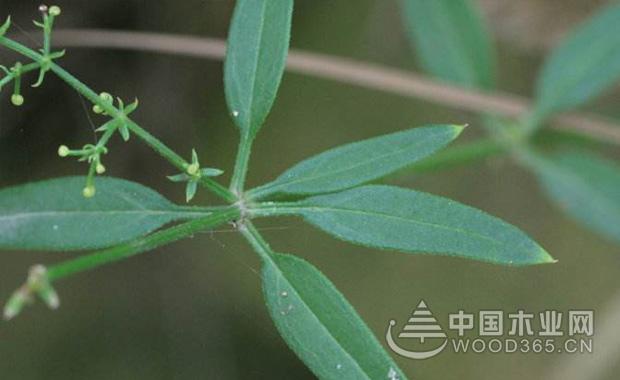 茜草的功效与作用茜草图片