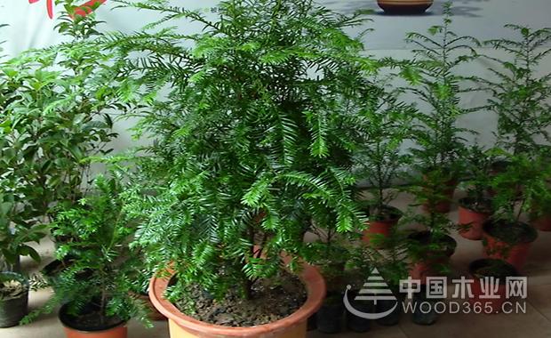 水杉盆景怎么养?