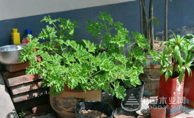 驅蚊草香葉天竺葵介紹|驅蚊草香葉天竺葵圖片3