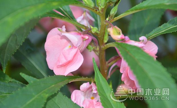 關(guān)于鳳仙花的知識(shí)|鳳仙花圖片1