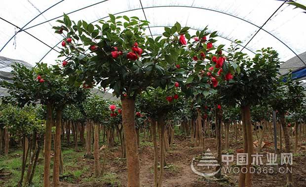 如何采用油茶树嫁接茶花呢