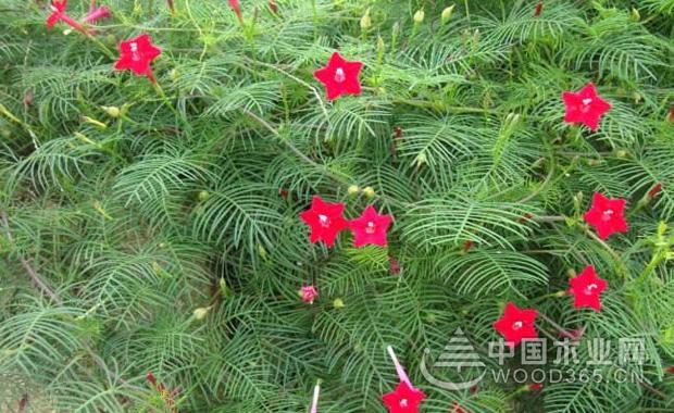 五角星花的种植方法五角星花图片