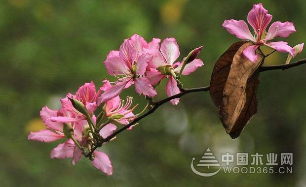 羊蹄甲花花語介紹|羊蹄甲花圖片1