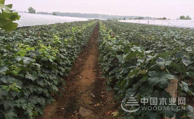 果树种植 盆栽种植品种:沙糖桔、橙子、柠檬等多种。 庭院种植品种:苹果、雪梨、荔枝、芒果、黄皮、莲雾、香水柠檬、三华李、山楂、无花果、木瓜、葡萄、哈密瓜、甘蔗、余甘果、香蕉、蓝莓、桃子、樱桃等多种。 山坡种植品种:甘蔗、枇杷、柿子、无花果、莲雾、干练、板栗、核桃等多种。 种植时间 果树苗的种植,皆有一定的载种规律,多选择为春季载种,为提高种植存活率,一般可选择为春季3-4月份,此阶段中,气温适宜,为酷暑严寒,种苗易成活。 种植注意事项 1.