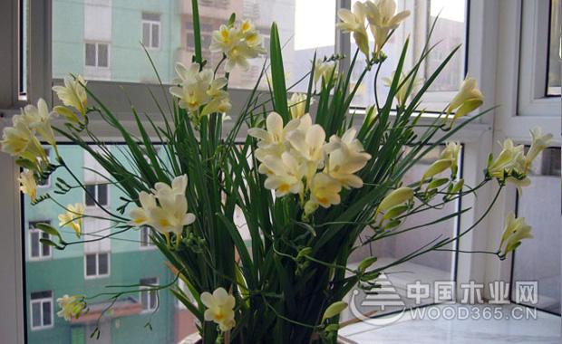 关于香雪兰的资料香雪兰图片