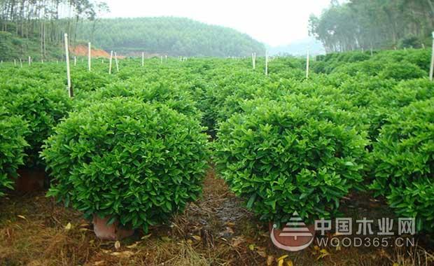 非洲茉莉的養(yǎng)殖方法和注意事項(xiàng)|非洲茉莉圖片