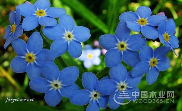 勿忘我花语|勿忘我图片
