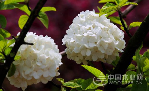 关于琼花的资料|琼花图片