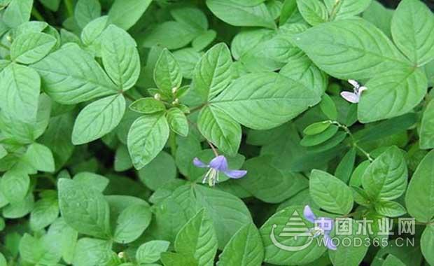 白花菜的功效与作用|孕妇可以吃白花菜吗