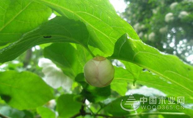 关于夏腊梅的详细介绍夏腊梅图片
