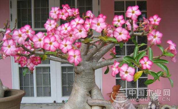 沙漠玫瑰的养殖方法|沙漠玫瑰图片大全