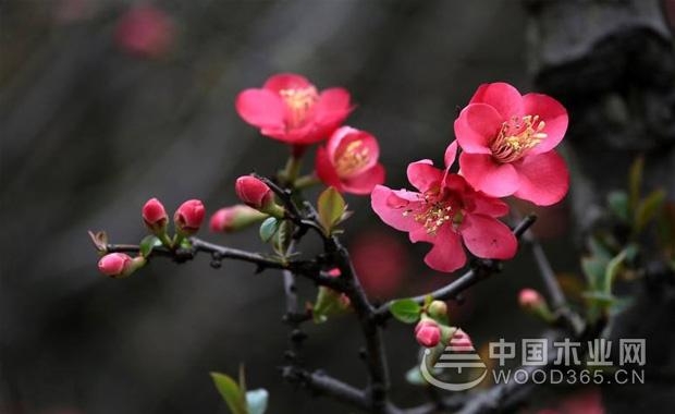 关于海棠花的资料和海棠花花语海棠花图片