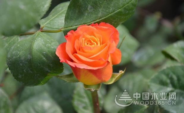 山茶花什么时候开?山茶花是什么颜色?山茶花花语是什么?