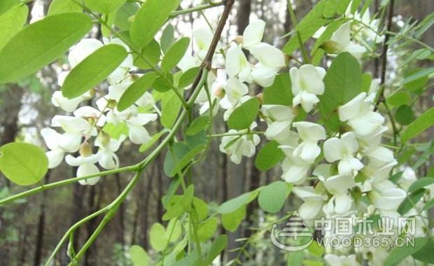 刺槐花的功效与作用及刺槐花的花期介绍