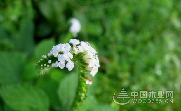 木业知识 正文          别名:鱿鱼草,斑草,猫尾草,象鼻癀,象鼻草