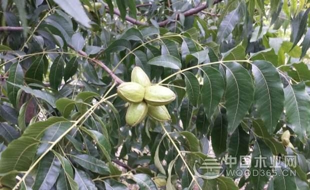 碧根果的功效与作用以及碧根果的营养价值