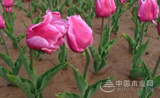 郁金香什么时候开花?