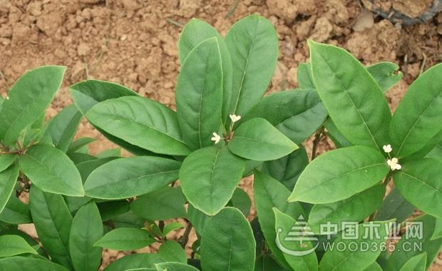 背景 壁纸 绿色 绿叶 树叶 植物 桌面 620_380图片
