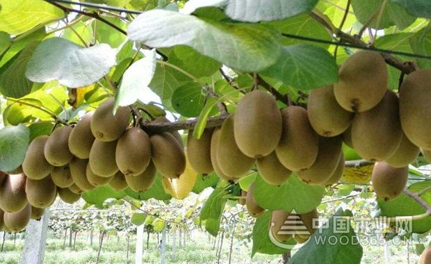 红心猕猴桃产地,种植方法和价格介绍