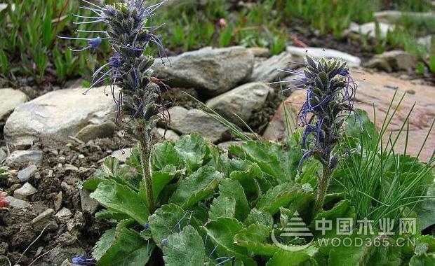 胡黄连的功效与作用|胡黄连图片