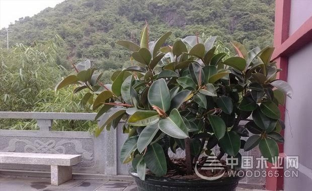 橡皮樹(shù)開(kāi)花嗎？