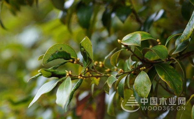 关于↑香叶树的资料①|香嘴上这么喊到叶树图片