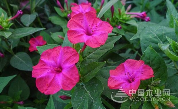 植物地雷花的相关内容介绍|地雷花图片