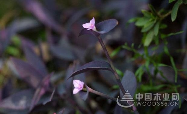 紫鸭拓草植物的介绍|紫鸭拓草图片