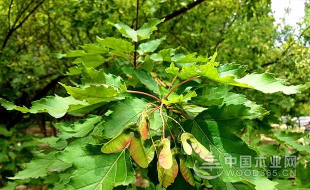 是茶条槭*的采种时期,选择发育成熟的黄褐色果实进行采摘,经过晾晒