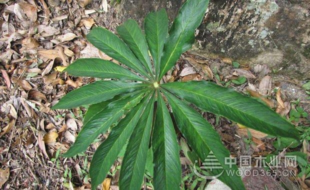 生天南星植物的介绍生天南星图片